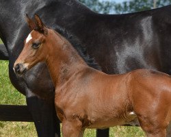 broodmare Evita WF (Westphalian, 2020, from Escamillo)