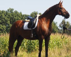 broodmare Dawina (Hanoverian, 2002, from Don Bosco)