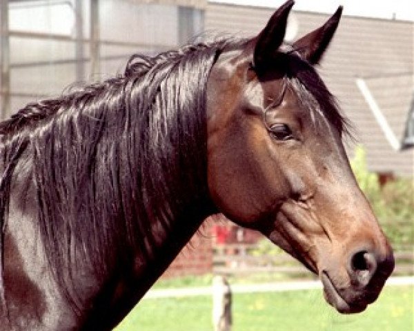 broodmare Charisma (Hanoverian, 1997, from Carbid 3)