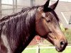 broodmare Charisma (Hanoverian, 1997, from Carbid 3)