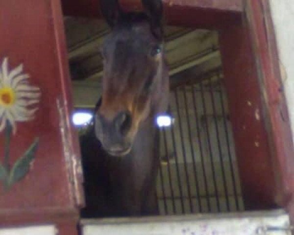 broodmare Laska (Oldenburg, 1988, from Manstein)