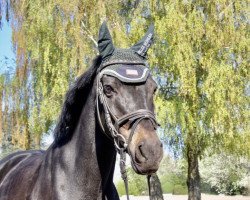 Springpferd Viper 6 (Deutsches Reitpony, 2004, von Veivel R)