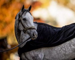 horse Valiance xx (Thoroughbred, 2016, from Tapit xx)