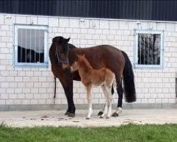 dressage horse Havanero P (German Riding Pony, 2020, from Halifax)