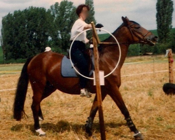 Zuchtstute Annerose (Trakehner, 1973, von Halali)