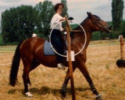 broodmare Annerose (Trakehner, 1973, from Halali)