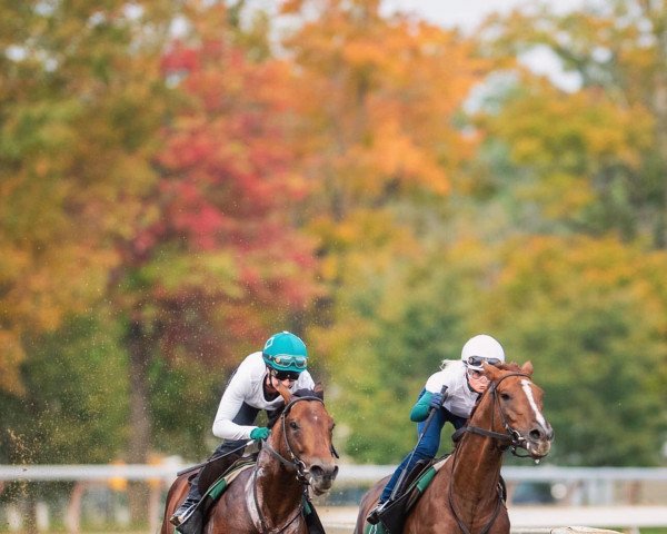 horse American Monarch xx (Thoroughbred, 2018, from American Pharoah xx)