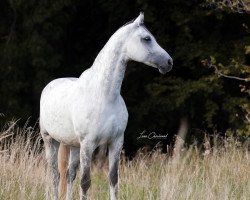 Springpferd Caytano (Westfale, 2010, von Colbert GTI)