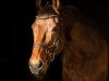 dressage horse Santino S (Rhinelander, 2005, from Sunny-Boy)