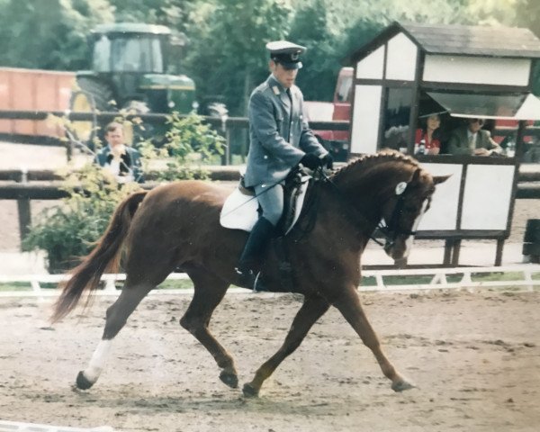 Zuchtstute Waldtraum (Hannoveraner, 1979, von Werther)