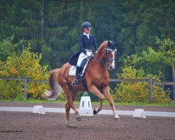 dressage horse Wycleff (Hanoverian, 2005, from White Star)