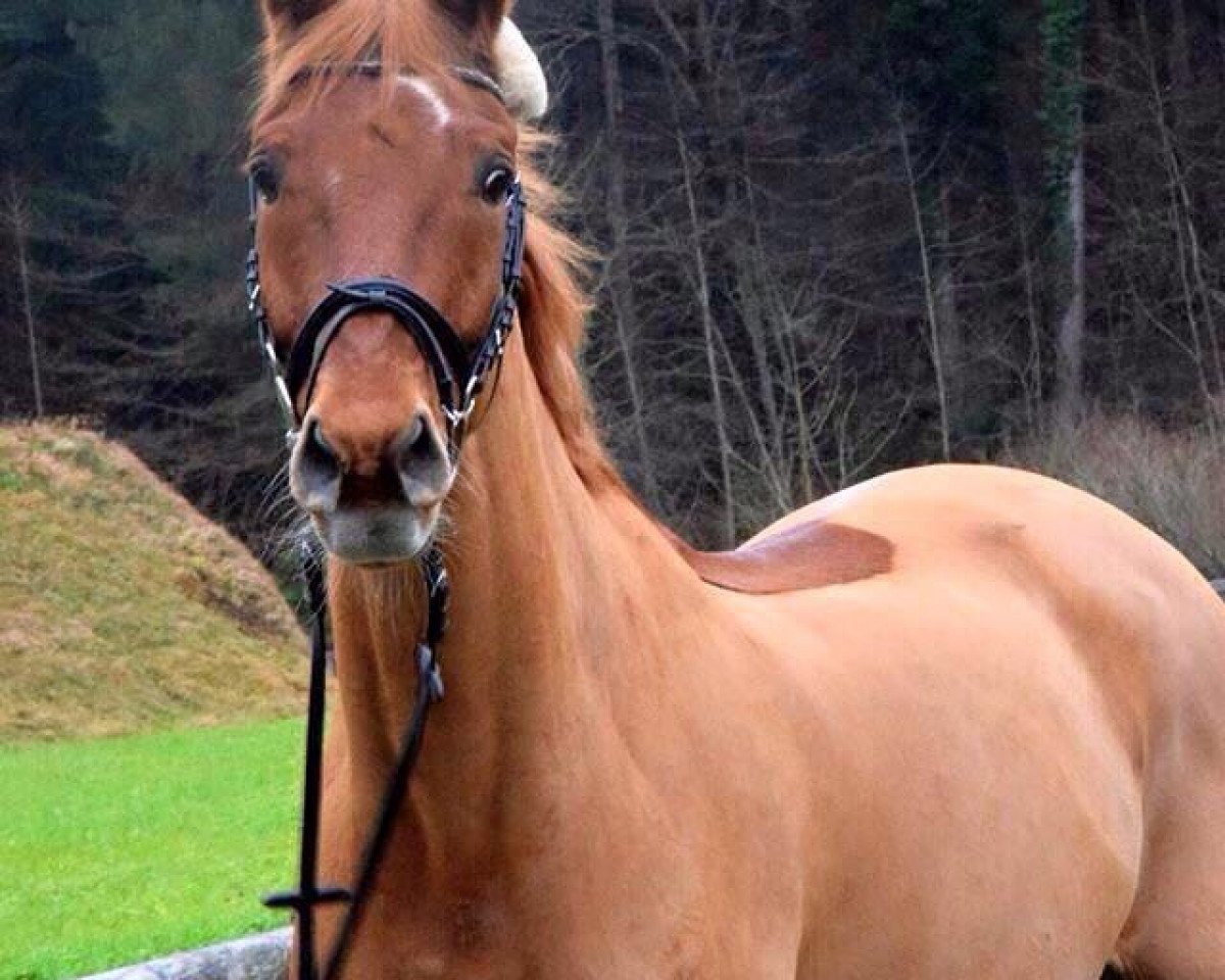 jumper Flamenco (Hanoverian, 2001)