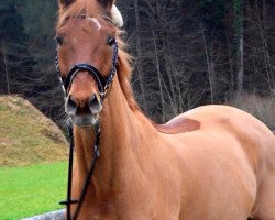 jumper Flamenco (Hanoverian, 2001)