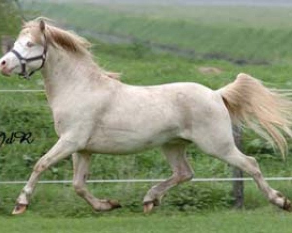 stallion Nerwyn Pela (Welsh mountain pony (SEK.A), 2003, from Nerwyn Cadno)