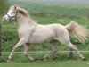 stallion Nerwyn Pela (Welsh mountain pony (SEK.A), 2003, from Nerwyn Cadno)