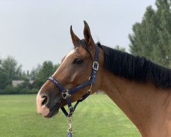 jumper Diabell (KWPN (Royal Dutch Sporthorse), 2008, from Diabeau)