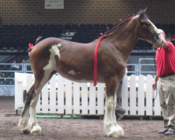 Pferd Pinnacle's Prelude Jayda (Clydesdale, 2010, von Birky's Pride Preludes Hercules)