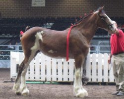 horse Pinnacle's Prelude Jayda (Clydesdale, 2010, from Birky's Pride Preludes Hercules)