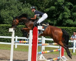 jumper Quimera E (Oldenburg show jumper, 2010, from Quintender 2)