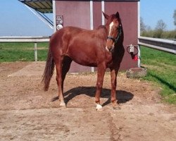 dressage horse Felicitas (Hanoverian, 2015, from Fürstenhof)