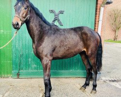 broodmare First Lady (Hanoverian, 2016, from Fürstenhof)