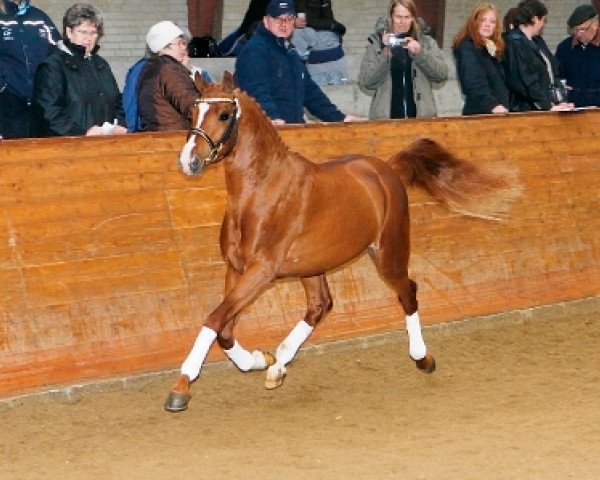 Pferd De Luxe (Nederlands Welsh Ridepony, 2005, von Orchard d'Avranches)