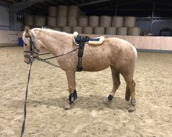 broodmare Sternenglanz BL (German Riding Pony, 2017, from Kachunga)