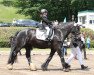 horse Kimba vom Götzenstein (Tinker / Irish Cob / Gypsy Vanner, 2011, from Buggs B.)