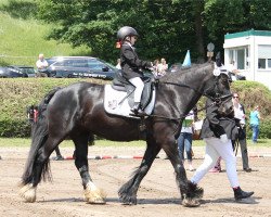 Pferd Kimba vom Götzenstein (Tinker / Irish Cob / Gypsy Vanner, 2011, von Buggs B.)