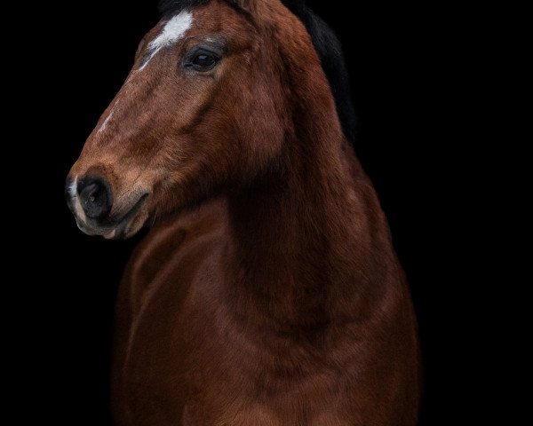 dressage horse Navajo 195 (unknown, 1993)