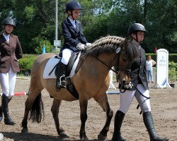 dressage horse Frenzel (Duelmener,  )