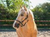 dressage horse Don Camillo 241 (German Riding Pony, 2007, from Don Carlos)