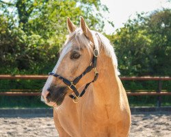 dressage horse Don Camillo 241 (German Riding Pony, 2007, from Don Carlos)