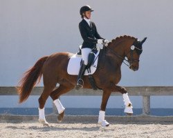 dressage horse Blind Date 42 (Württemberger, 2012, from Belissimo NRW)