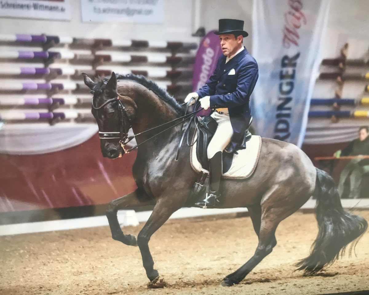 dressage horse Sir Moritz (Hanoverian, 2007, from St. Moritz)