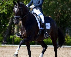 horse Heartbeat (KWPN (Royal Dutch Sporthorse), 2012, from President's Chagall D&r)