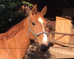 broodmare Still loving you (Hanoverian, 2011, from Spartacus TN)