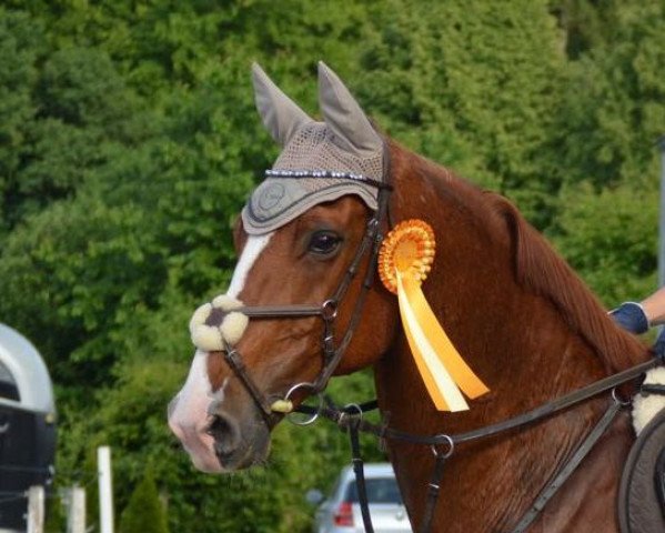 jumper Quo Vadis 38 (German Sport Horse, 2005, from Quaterman I)