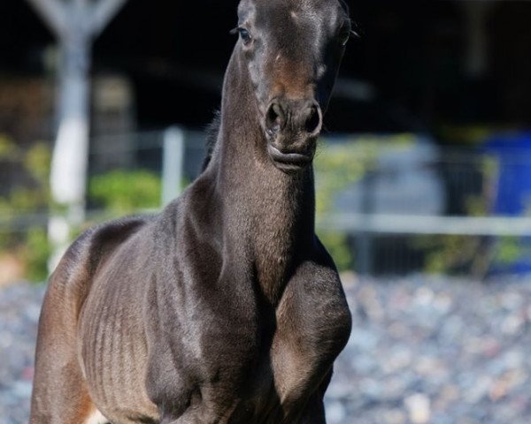 dressage horse Firlefranz (Oldenburg, 2020, from Franziskus FRH)