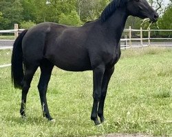 broodmare Totally Black Pearl (Hanoverian, 2018, from Totilas)