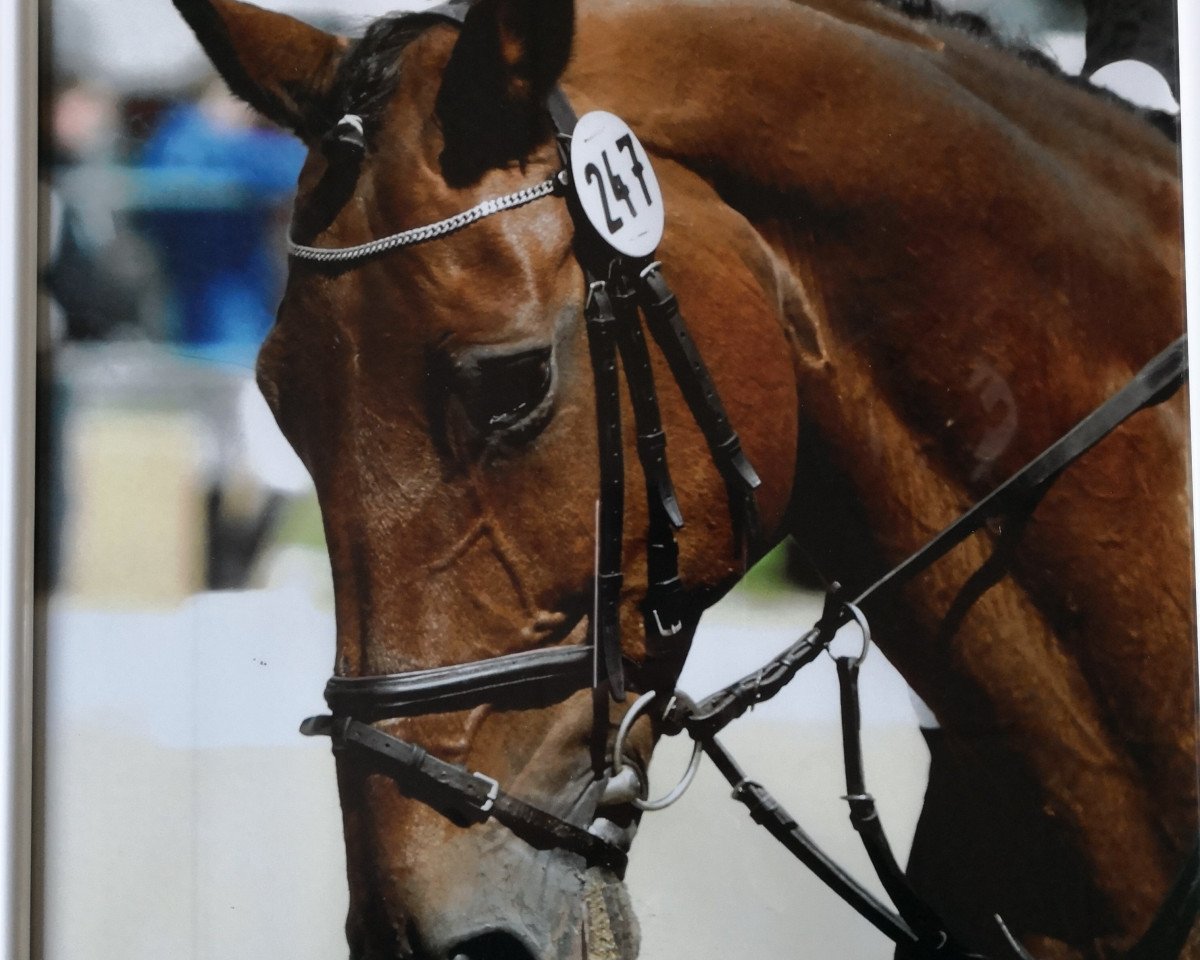 broodmare Wynona Ryder (Westphalian, 1997, from Weinberg)