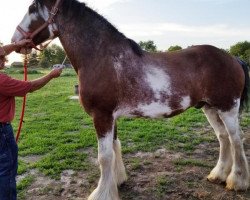 horse Pine Trail GA Franklin (Clydesdale, 2011, from Great American John Adams)