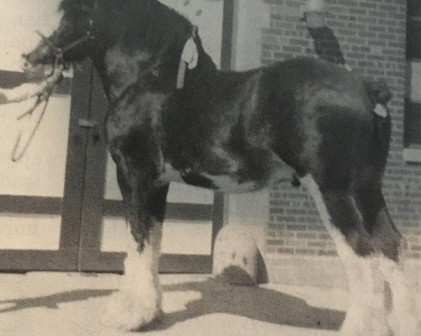 stallion Pine Lake Commander (Clydesdale, 1981, from Castle Commander)