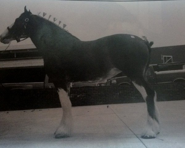 Zuchtstute Phesdo Jacqui (Clydesdale, 1992, von Ayton Chieftain)