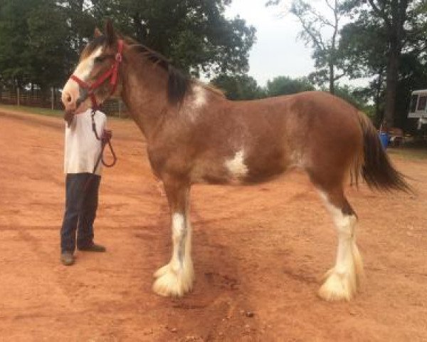 horse Perfection's Odella of Classic City (Clydesdale, 2013, from Hillmoor Perfection)