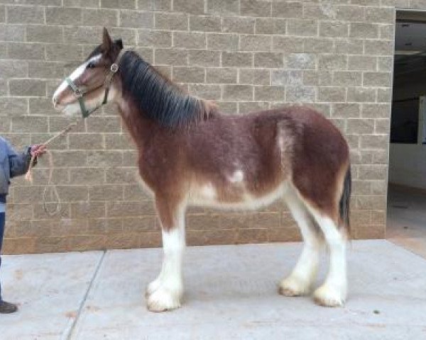 horse Perfection's Loch of Classic City (Clydesdale, 2013, from Hillmoor Perfection)