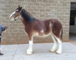 horse Perfection's Loch of Classic City (Clydesdale, 2013, from Hillmoor Perfection)