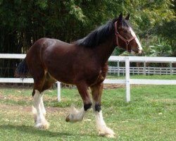 horse Great American Patrick Henry (Clydesdale, 2008, from BFC Dante's Triton)