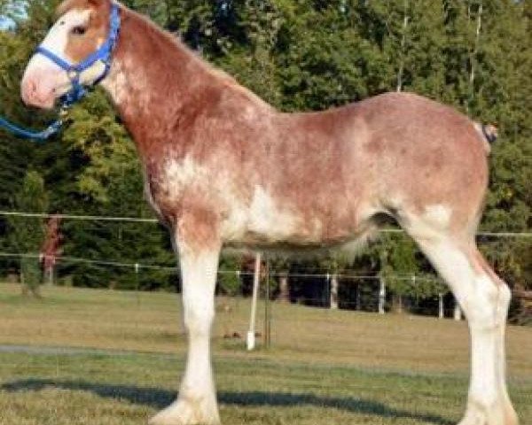 Pferd Roxie of Parnellranch (Clydesdale, 2016, von Langbank Winsome Lad)