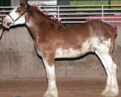 horse Parnellranch Strutt (Clydesdale, 2014, from Lucebay Parnell's Perfection)